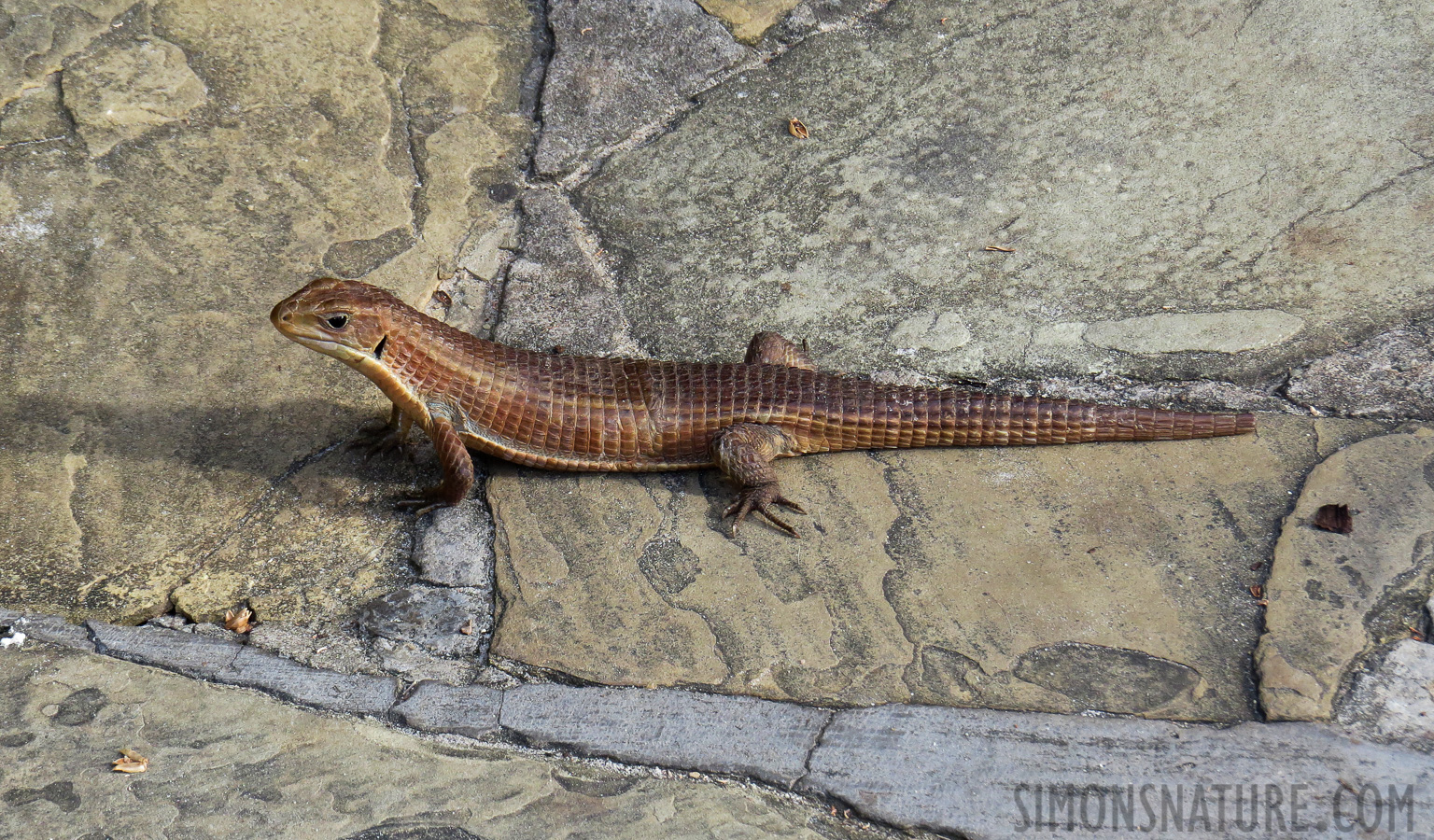 Gerrhosaurus major [28.947 mm, 1/160 Sek. bei f / 5.0, ISO 320]